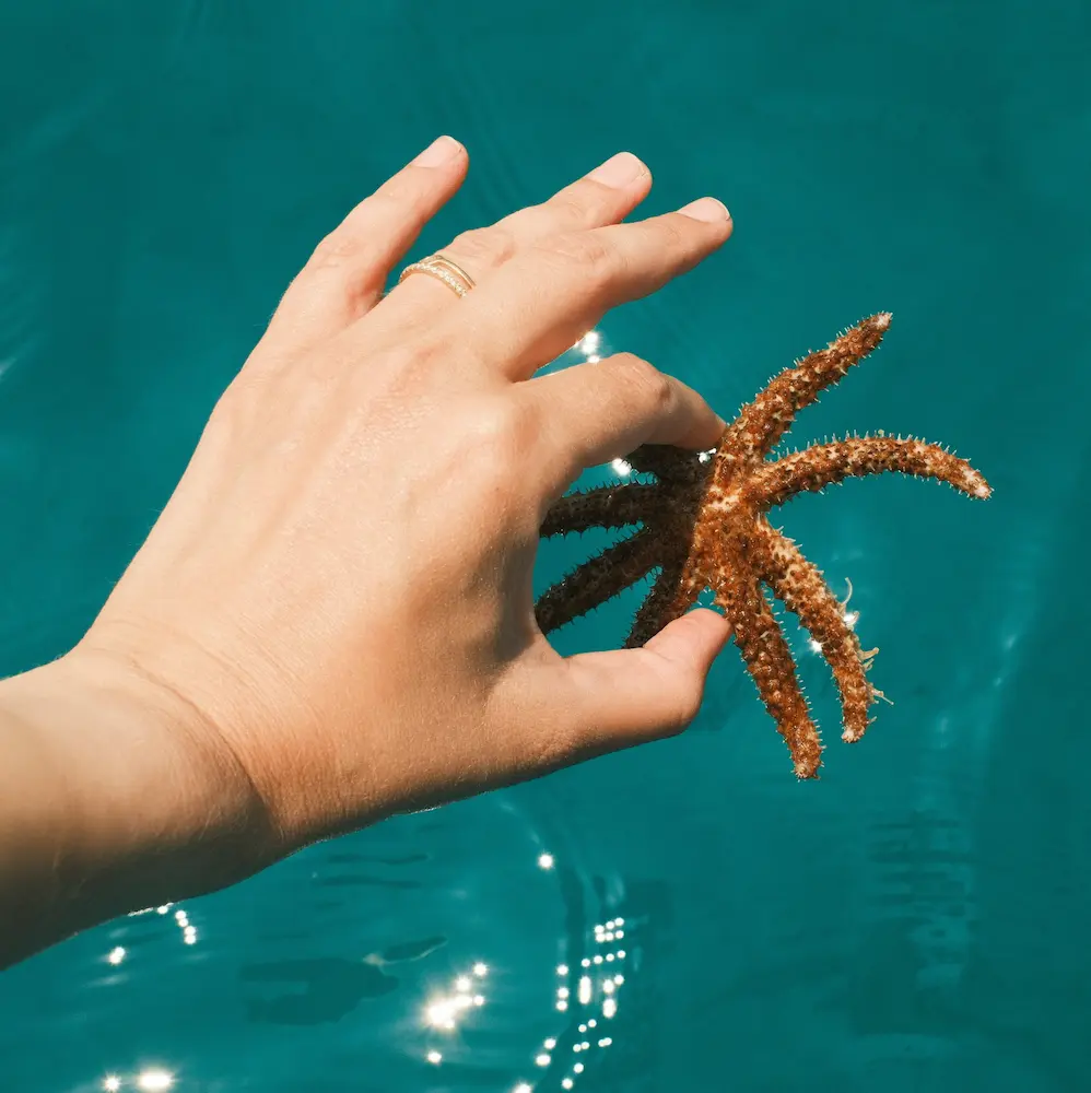 womans fingers holding a starfish